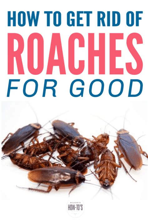 What gets rid of roaches permanently. Things To Know About What gets rid of roaches permanently. 